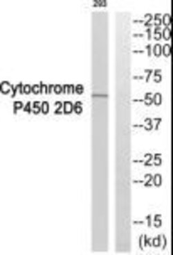 CYP2D6 Polyclonal Antibody, Invitrogen 100 &mu;g; Unconjugated:Antibodies,