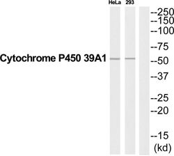 CYP39A1 Polyclonal Antibody, Invitrogen 100 &mu;g | Buy Online | Invitrogen | Fisher Scientific