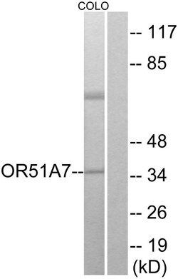 OR51A7 Polyclonal Antibody, Invitrogen 100 &mu;g; Unconjugated:Antibodies,