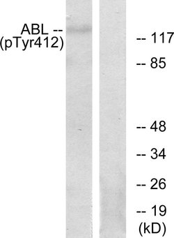 Phospho-c-Abl (Tyr393, Tyr412) Polyclonal Antibody, Invitrogen 100 &mu;g;