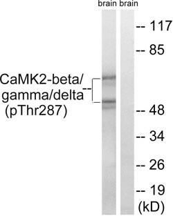 Phospho-CaMKII beta/gamma/delta (Thr287) Polyclonal Antibody, Invitrogen
