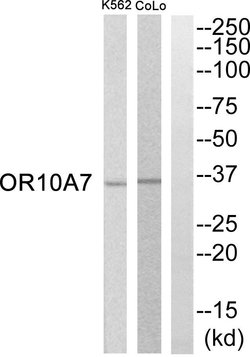 OR10A7 Polyclonal Antibody, Invitrogen 100 &mu;g; Unconjugated:Antibodies,