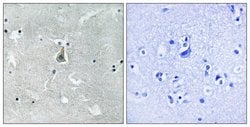 Invitrogen Phospho-Bax (Ser184) Polyclonal Antibody 100 &mu;g; Unconjugated:Antibodies,