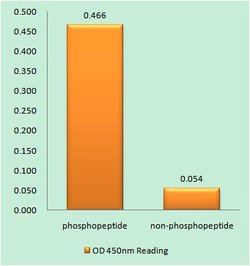Invitrogen Phospho-Bax (Ser184) Polyclonal Antibody 100 &mu;g; Unconjugated:Antibodies,