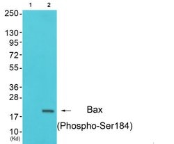 Invitrogen Phospho-Bax (Ser184) Polyclonal Antibody 100 &mu;g; Unconjugated:Antibodies,