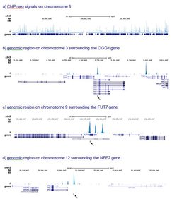 Invitrogen RUNX1T1 Polyclonal Antibody 100 &mu;L; Unconjugated:Antibodies,