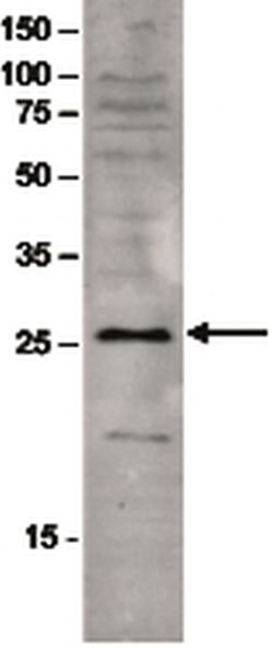 Invitrogen SAP30 Polyclonal Antibody 100 &mu;L; Unconjugated:Antibodies,