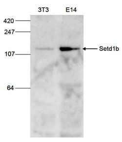 Invitrogen SETD1B Polyclonal Antibody 100 &mu;L; Unconjugated:Antibodies,