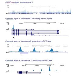 Invitrogen RUNX1/RUNX1T1 Polyclonal Antibody 100 &mu;L; Unconjugated:Antibodies,
