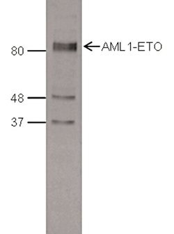 Invitrogen RUNX1/RUNX1T1 Polyclonal Antibody 100 &mu;L; Unconjugated:Antibodies,