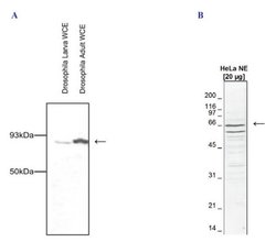 Invitrogen Cdc73 Polyclonal Antibody 50 &mu;g; Unconjugated:Antibodies,