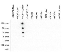 Invitrogen H4ac pan-acetyl (K5,K8,K12,K16) Polyclonal Antibody 50 &mu;g;