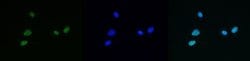 Invitrogen H4ac pan-acetyl (K5,K8,K12,K16) Polyclonal Antibody 50 &mu;g;