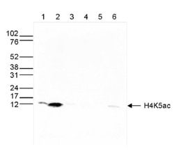 Invitrogen H4K5ac Polyclonal Antibody 50 &mu;g; Unconjugated:Antibodies,