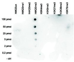 Invitrogen H4K20me3 Polyclonal Antibody 50 &mu;g; Unconjugated:Antibodies,