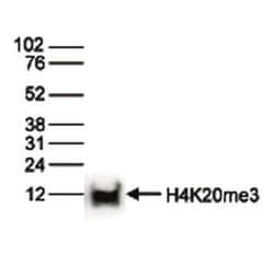 Invitrogen H4K20me3 Polyclonal Antibody 50 &mu;g; Unconjugated:Antibodies,