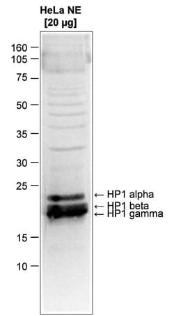 Invitrogen HP1 alpha/beta/gamma Polyclonal Antibody 50 &mu;g; Unconjugated:Antibodies,