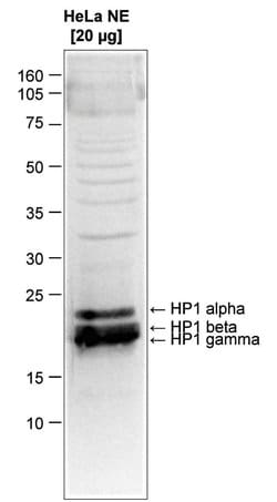 HP1 alpha/beta/gamma Polyclonal Antibody, Invitrogen&trade; 50 &mu;g; Unconjugated 