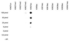 Invitrogen H3K27ac Polyclonal Antibody 50 &mu;g; Unconjugated:Antibodies,