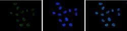 Invitrogen H3K27ac Polyclonal Antibody 50 &mu;g; Unconjugated:Antibodies,