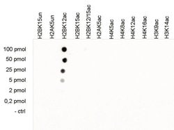Invitrogen H2BK12ac Polyclonal Antibody 50 &mu;g; Unconjugated:Antibodies,