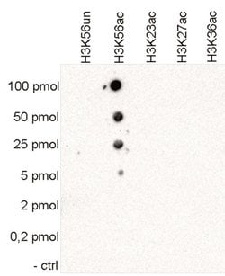 Invitrogen H3K56ac Polyclonal Antibody 50 &mu;g | Buy Online | Invitrogen&trade; | Fisher Scientific