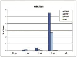 Invitrogen H3K56ac Polyclonal Antibody 50 &mu;g | Buy Online | Invitrogen&trade; | Fisher Scientific