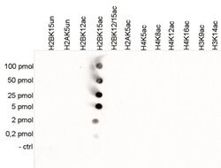 Invitrogen H2BK15ac Polyclonal Antibody 50 &mu;g; Unconjugated:Antibodies,
