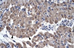 Invitrogen GAS7 Polyclonal Antibody 100 &mu;L; Unconjugated:Antibodies,