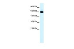 Invitrogen GLIS2 Polyclonal Antibody 100 &mu;L; Unconjugated:Antibodies,