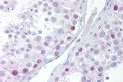 Invitrogen UTF1 Polyclonal Antibody 100 μL; Unconjugated:Antibodies,