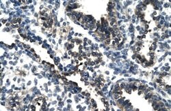 Invitrogen TSC22D4 Polyclonal Antibody 100 &mu;L; Unconjugated:Antibodies,