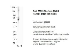 Invitrogen TAF15 Polyclonal Antibody 100 μL; Unconjugated:Antibodies,