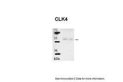 Invitrogen CLK4 Polyclonal Antibody 100 &mu;L; Unconjugated:Antibodies,