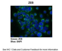 Invitrogen ZEB1 Polyclonal Antibody 100 &mu;L; Unconjugated:Antibodies,