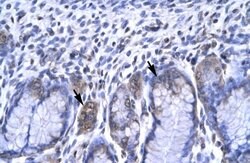 RBPJ Polyclonal Antibody, Invitrogen 100 &mu;L; Unconjugated:Antibodies,