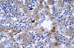 Invitrogen IRF9 Polyclonal Antibody 100 &mu;L; Unconjugated:Antibodies,