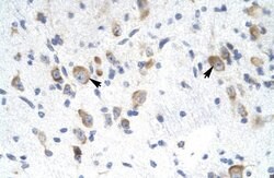 Invitrogen GTF2F2 Polyclonal Antibody 100 &mu;L; Unconjugated:Antibodies,