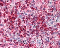 Invitrogen EAP30 Polyclonal Antibody 100 &mu;L; Unconjugated:Antibodies,