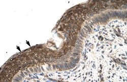 Invitrogen ZFP1 Polyclonal Antibody 100 &mu;L; Unconjugated:Antibodies,