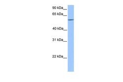 Invitrogen ERF Polyclonal Antibody 100 &mu;L | Buy Online | Invitrogen&trade; | Fisher Scientific