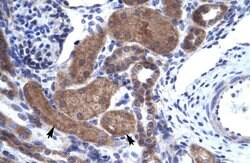 Invitrogen HELIOS Polyclonal Antibody 100 &mu;L | Buy Online | Invitrogen&trade; | Fisher Scientific