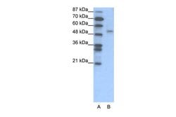 Invitrogen FOXD2 Polyclonal Antibody 100 &mu;L; Unconjugated:Antibodies,
