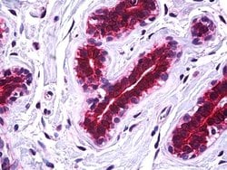 Invitrogen SSBP2 Polyclonal Antibody 100 &mu;L; Unconjugated:Antibodies,