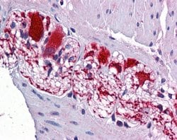 Invitrogen SSBP2 Polyclonal Antibody 100 &mu;L; Unconjugated:Antibodies,