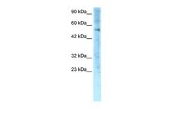 Invitrogen ZNF500 Polyclonal Antibody 100 &mu;L; Unconjugated:Antibodies,