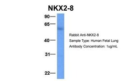 Invitrogen Nkx2.8 Polyclonal Antibody 100 &mu;L; Unconjugated:Antibodies,