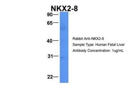 Invitrogen Nkx2.8 Polyclonal Antibody 100 &mu;L; Unconjugated:Antibodies,