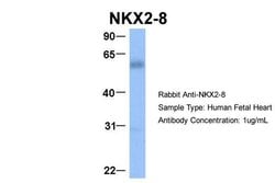Invitrogen Nkx2.8 Polyclonal Antibody 100 &mu;L; Unconjugated:Antibodies,