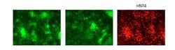Invitrogen GATA6 Polyclonal Antibody 100 &mu;L; Unconjugated:Antibodies,